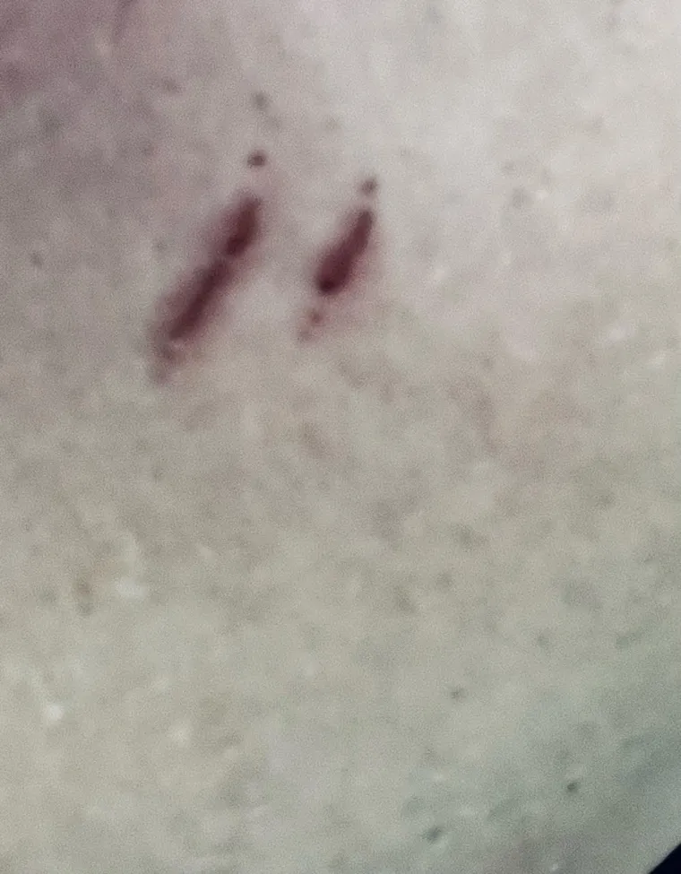 Kupila je lutku na eBayu i od tada joj život postao horor: 'Priča s mojim trogodišnjim sinom'