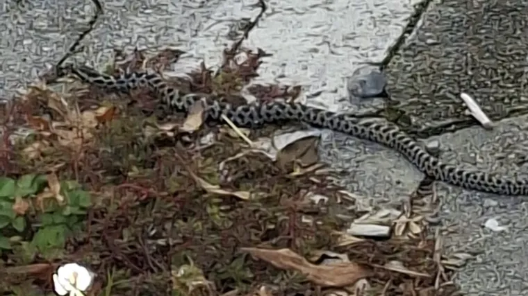 Ako vidite ovu zmiju u Zagrebu odmah zovite ovaj broj: 'Nekom je na moru ušla u auto i stigla ovamo...''