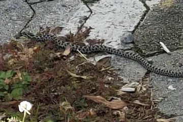 Ako vidite ovu zmiju u Zagrebu odmah zovite ovaj broj: 'Nekom je na moru ušla u auto i stigla ovamo...''