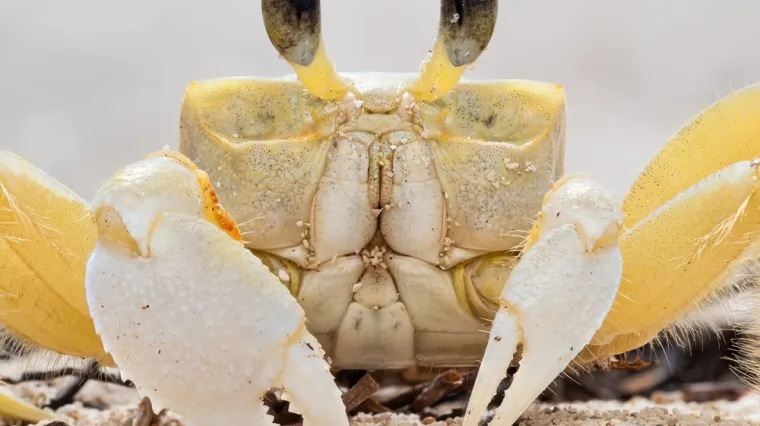 [KVIZ] Provjeri svoje znanje o rakovima i odgovori na ova lagana pitanja