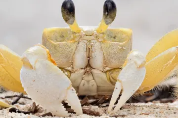 [KVIZ] Provjeri svoje znanje o rakovima i odgovori na ova lagana pitanja