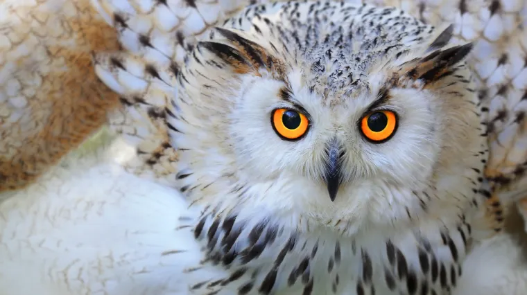 [KVIZ] Jesi li sveznalica o sovama?