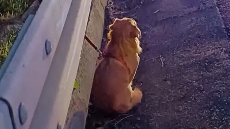 Ovaj prizor na A1 ganut će vas do suza: Nakon prometne nesreće, psić se nije odvajao od vozila