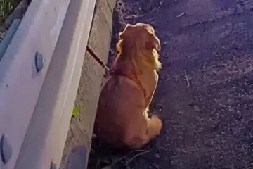 Ovaj prizor na A1 ganut će vas do suza: Nakon prometne nesreće, psić se nije odvajao od vozila