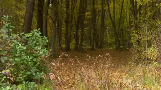 Ubio suprugu, tijelo bacio u šumu pa sebi presudio: Na papiriću ostavio smjernice do tijela
