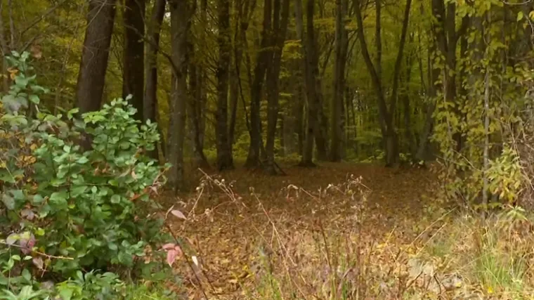 Ubio suprugu, tijelo bacio u šumu pa sebi presudio: Na papiriću ostavio smjernice do tijela