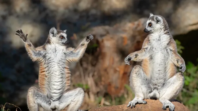 Patka koja puši, lemuri koji se svađaju: Ovo su najsmješnije fotke iz divljine - uživajte!