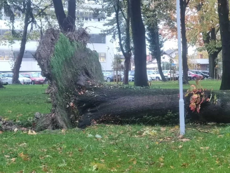 Nevrijeme poharalo Hrvatsku: Tisuće bez struje, vjetar rušio stabla...