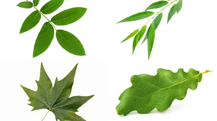 Samo će stručnjaci za biljke prepoznati lišće ovih vrsta drveća: Pazite, pitanja su zahtjevna