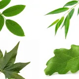 Samo će stručnjaci za biljke prepoznati lišće ovih vrsta drveća: Pazite, pitanja su zahtjevna