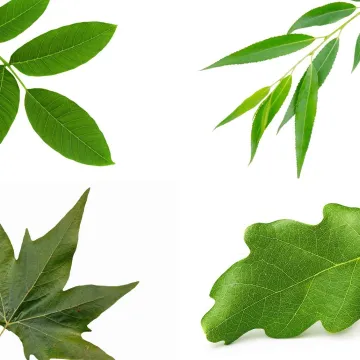 Samo će stručnjaci za biljke prepoznati lišće ovih vrsta drveća: Pazite, pitanja su zahtjevna