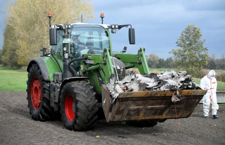 Virus se širi neobično velikom brzinom: Pronađeno više od tisuću uginulih ždralova