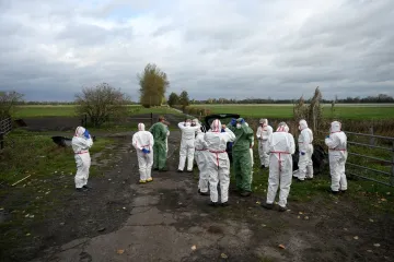 Virus se širi neobično velikom brzinom: Pronađeno više od tisuću uginulih ždralova