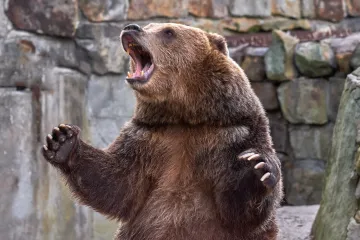 Zvijer napala bračni par: U pomoć im priskočila dva muškarca, pa postali žrtve