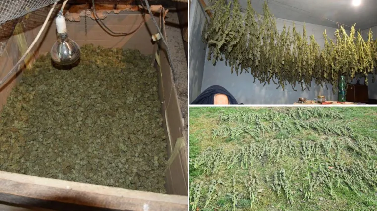 Kad se redovan policijski obilazak pretvori u veliku zapljenu: Otkrili plantažu marihuane u dvorištu muškarca