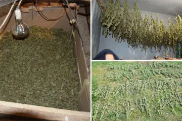 Kad se redovan policijski obilazak pretvori u veliku zapljenu: Otkrili plantažu marihuane u dvorištu muškarca