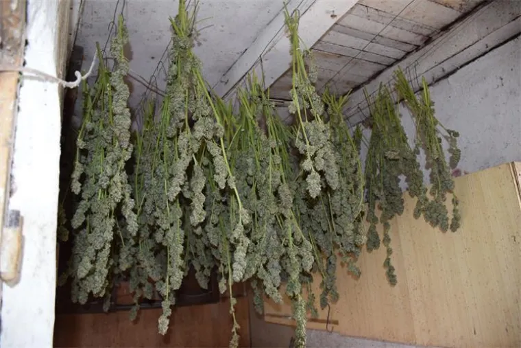 Kad se redovan policijski obilazak pretvori u veliku zapljenu: Otkrili plantažu marihuane u dvorištu muškarca