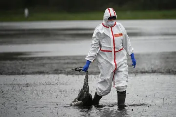 Ptice padaju s neba, širi se zaraza: 'Kao da smo u lošem horor filmu'