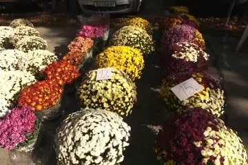 Cvjećari se oglasili uoči Svih svetih: 'Rast troškova i prodaja na crno najveći su izazov...'