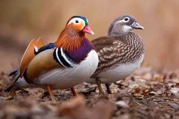 [KVIZ] Samo će veliki ljubitelji znati sve o patkama