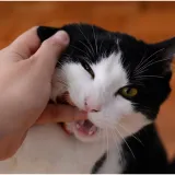 Sućut veterinara za preminulog mačka rasplakala i nasmijala vlasnicu: 'Nije nas volio'