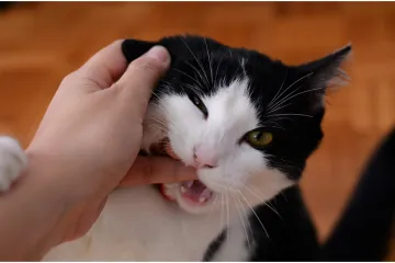 Sućut veterinara za preminulog mačka rasplakala i nasmijala vlasnicu: 'Nije nas volio'