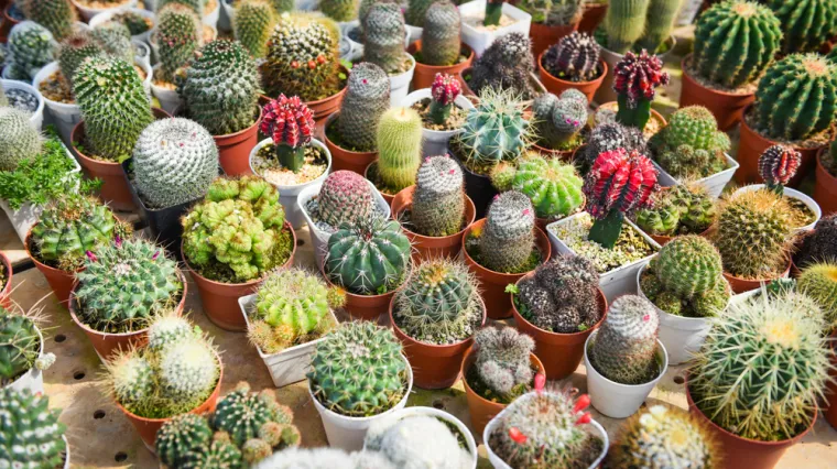 [KVIZ] Samo će ljubitelji biljaka znati baš sve o kaktusima?