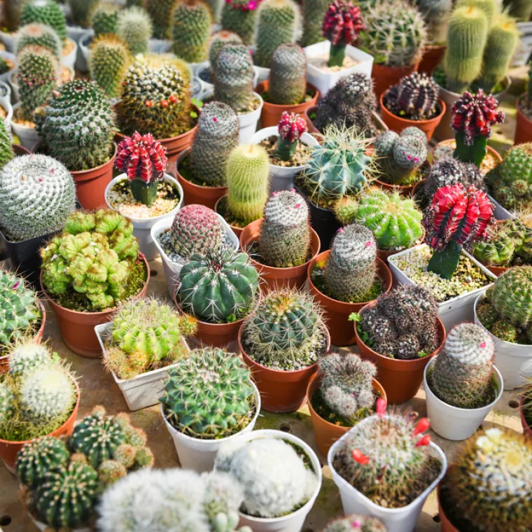 [KVIZ] Samo će ljubitelji biljaka znati baš sve o kaktusima?