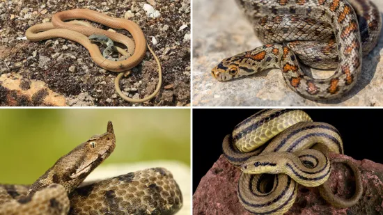 Riješi kviz i doznaj možeš li prepoznati sve zmije koje žive na području Hrvatske