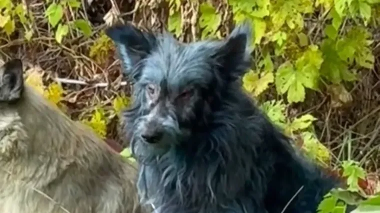 Video izazvao čuđenje: Psi snimljeni s krznom plave boje