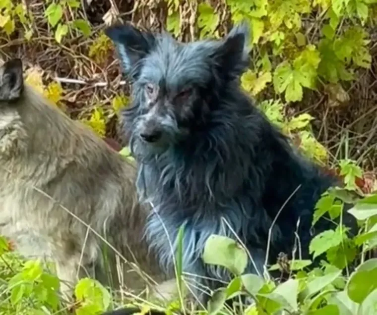 Video izazvao čuđenje: Psi snimljeni s krznom plave boje