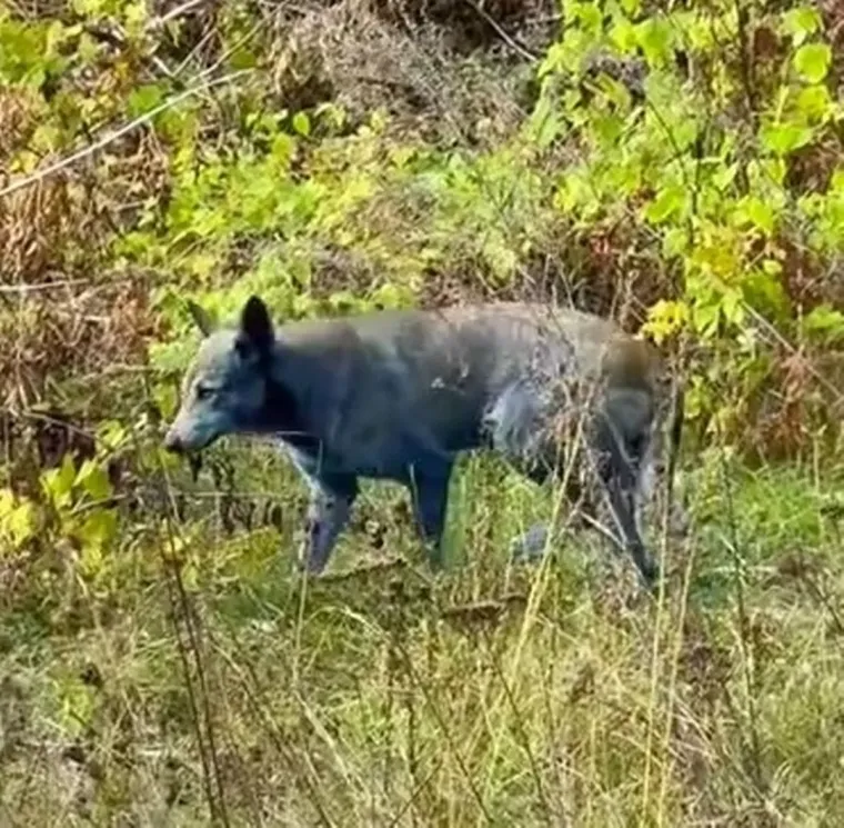 Video izazvao čuđenje: Psi snimljeni s krznom plave boje
