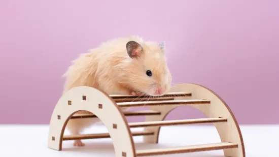 [KVIZ] Može&scaron; li imati sve točne odgovore na pitanjima o glodavcima?