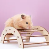 [KVIZ] Može&scaron; li imati sve točne odgovore na pitanjima o glodavcima?