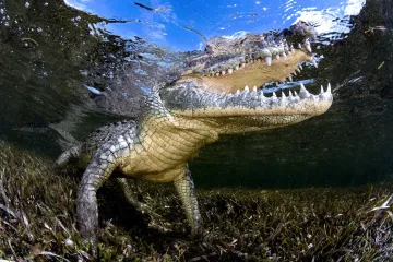 Pogodio ih uragan, a sad im prijeti nova opasnost! Vlasti upozorile - čuvajte se krokodila