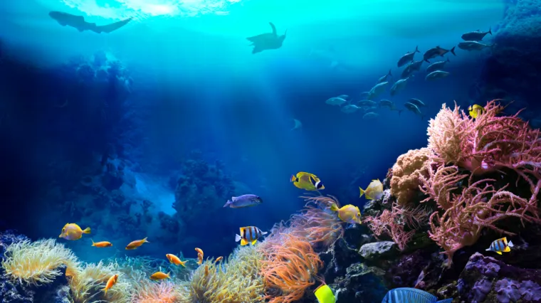 [KVIZ] Samo će genijalci znati sve o morskoj flori i fauni