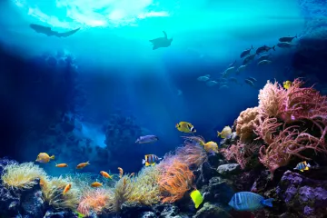 [KVIZ] Samo će genijalci znati sve o morskoj flori i fauni