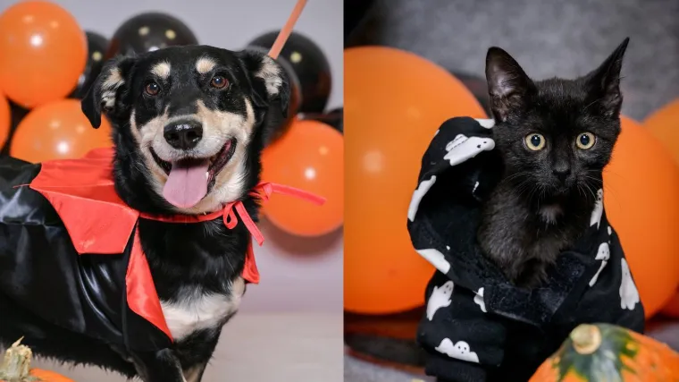 Udomite jednog od slatkiša iz Dumovca: Upoznajte pse i mačke koji traže novi dom