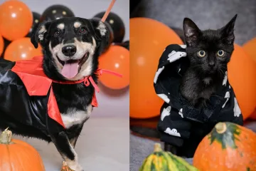 Udomite jednog od slatkiša iz Dumovca: Upoznajte pse i mačke koji traže novi dom