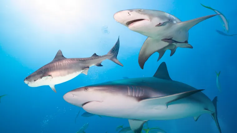 [KVIZ] Samo će rijetki znati sve o morskim psima