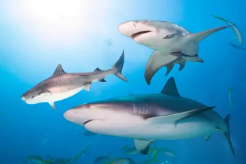 [KVIZ] Samo će rijetki znati sve o morskim psima