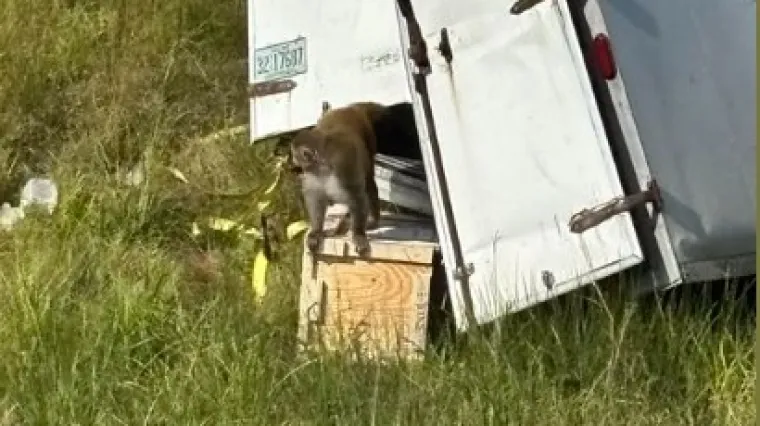 Majmun zaražen hepatitisom, herpesom i covidom u bijegu: 'Opasan je!'