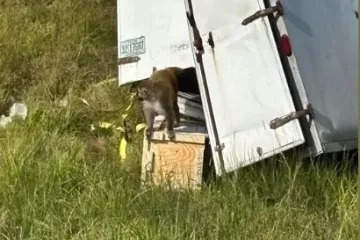 Majmun zaražen hepatitisom, herpesom i covidom u bijegu: 'Opasan je!'