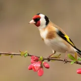 [KVIZ] Samo će najveći pticoljupci rasturiti na ovim pitanjima