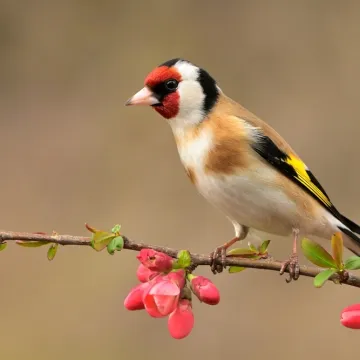 [KVIZ] Samo će najveći pticoljupci rasturiti na ovim pitanjima