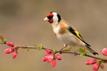 [KVIZ] Samo će najveći pticoljupci rasturiti na ovim pitanjima