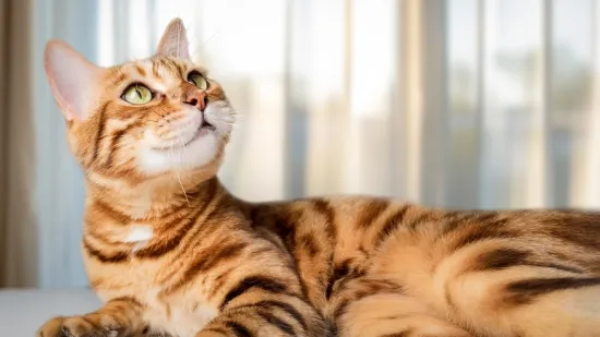 [KVIZ] Ako obožavaš mačke, sigurno znaš sve o njima