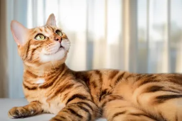 [KVIZ] Ako obožavaš mačke, sigurno znaš sve o njima