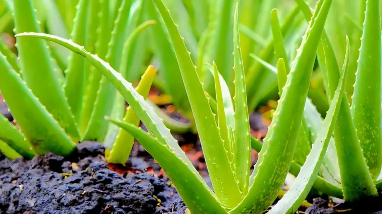 [KVIZ] Jesi li stručnjak o ljekovitim biljkama koje rastu u Hrvatskoj?