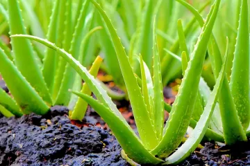 [KVIZ] Jesi li stručnjak o ljekovitim biljkama koje rastu u Hrvatskoj?
